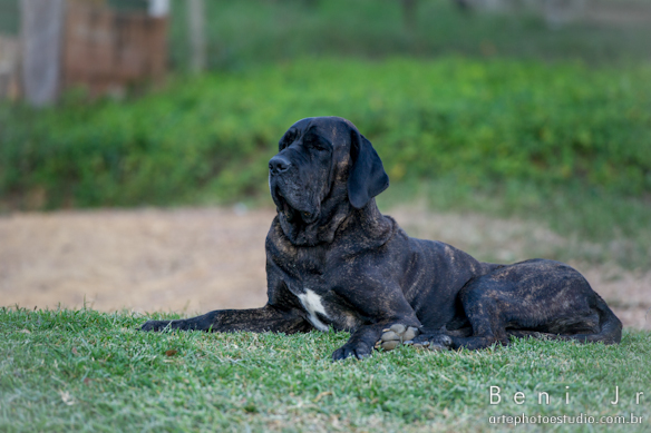 Foto: Beni Jr - www.artephotoestudio.com.br -